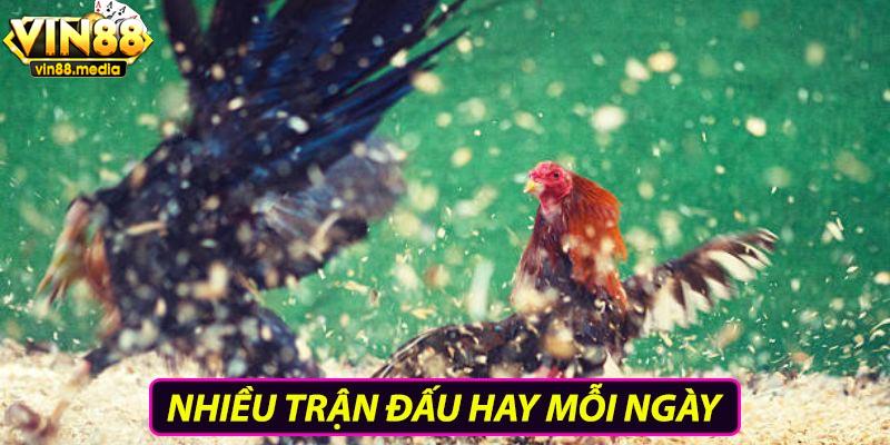 Đôi nét về sảnh đá gà Indonesia